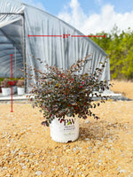 Jazz Hands Pink Loropetalum - nursery plant available in multiple container sizes