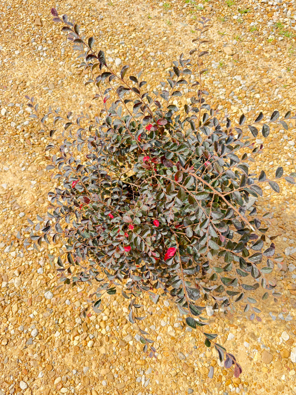 Jazz Hands Pink Loropetalum - nursery plant available in multiple container sizes