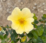 Easy Bee-zy Knock Out Rose - nursery plant available in multiple container sizes