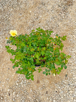 Easy Bee-zy Knock Out Rose - nursery plant available in multiple container sizes