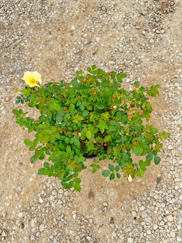 Easy Bee-zy Knock Out Rose - nursery plant available in multiple container sizes