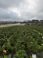 Orange Glow Knock Out Rose - nursery plant available in multiple container sizes