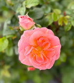 Orange Glow Knock Out Rose - nursery plant available in multiple container sizes