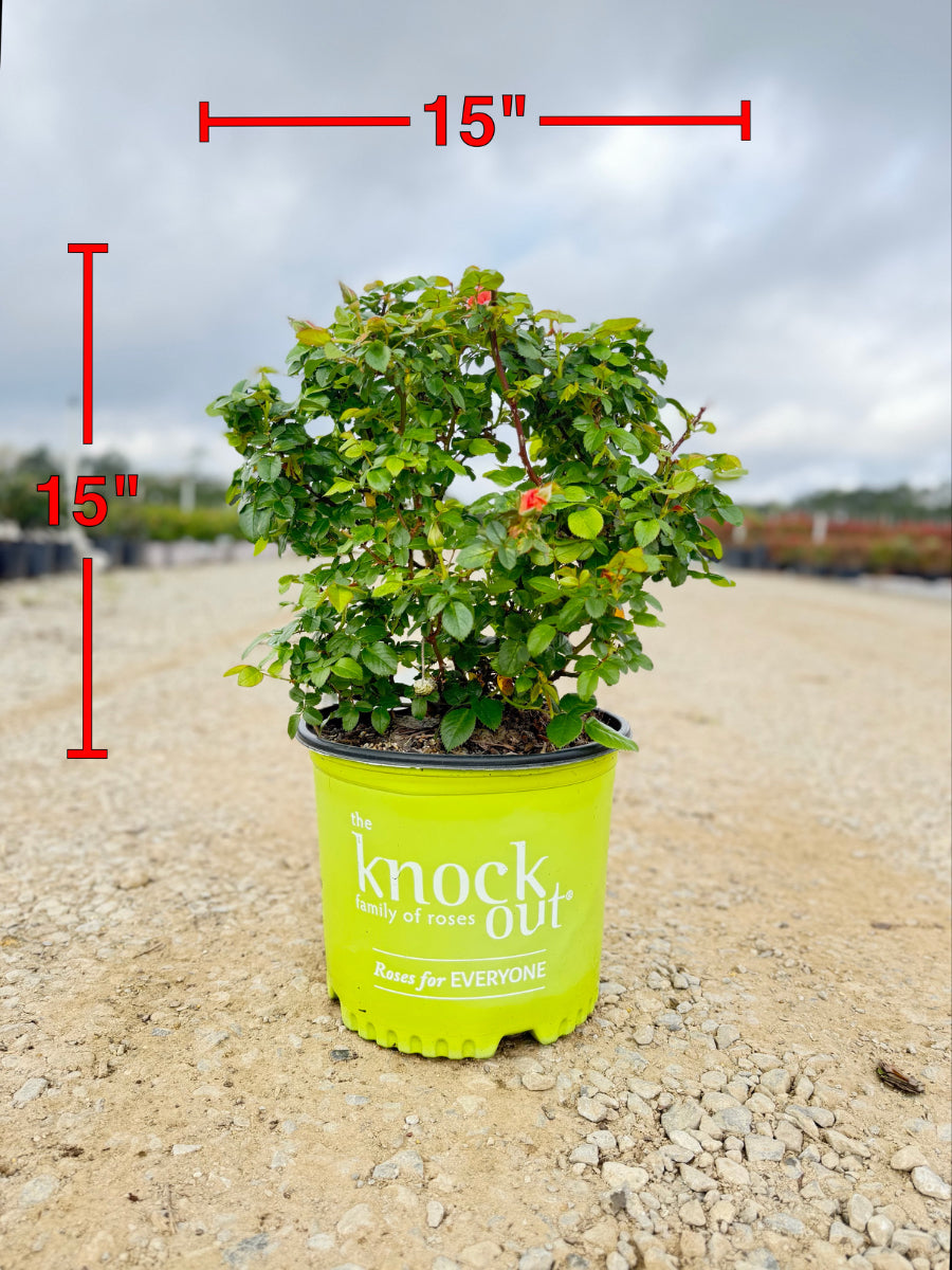 Orange Glow Knock Out Rose - nursery plant available in multiple container sizes
