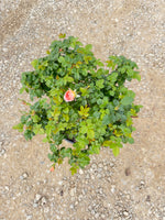 Orange Glow Knock Out Rose - nursery plant available in multiple container sizes