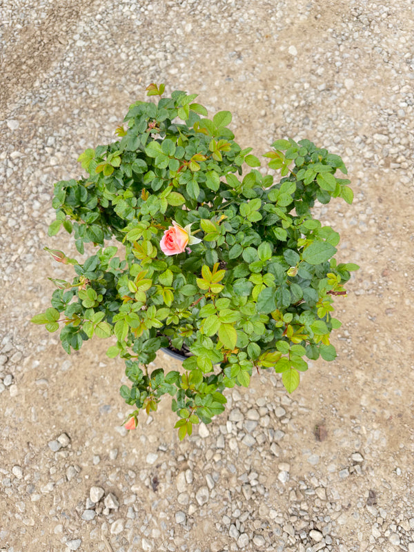 Orange Glow Knock Out Rose - nursery plant available in multiple container sizes