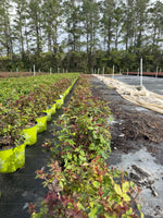Single Pink Knock Out Rose - nursery plant available in multiple container sizes