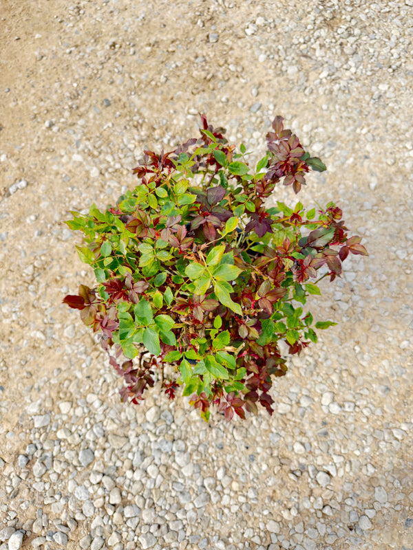 Single Pink Knock Out Rose - nursery plant available in multiple container sizes