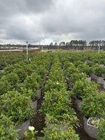 Lemon Drift Rose - nursery plant available in multiple container sizes