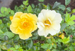 Lemon Drift Rose - nursery plant available in multiple container sizes