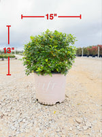 Lemon Drift Rose - nursery plant available in multiple container sizes