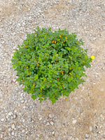 Lemon Drift Rose - nursery plant available in multiple container sizes