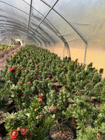 Southern Living Light Show Bottlebrush - nursery plant available in multiple container sizes