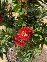 Southern Living Light Show Bottlebrush - nursery plant available in multiple container sizes