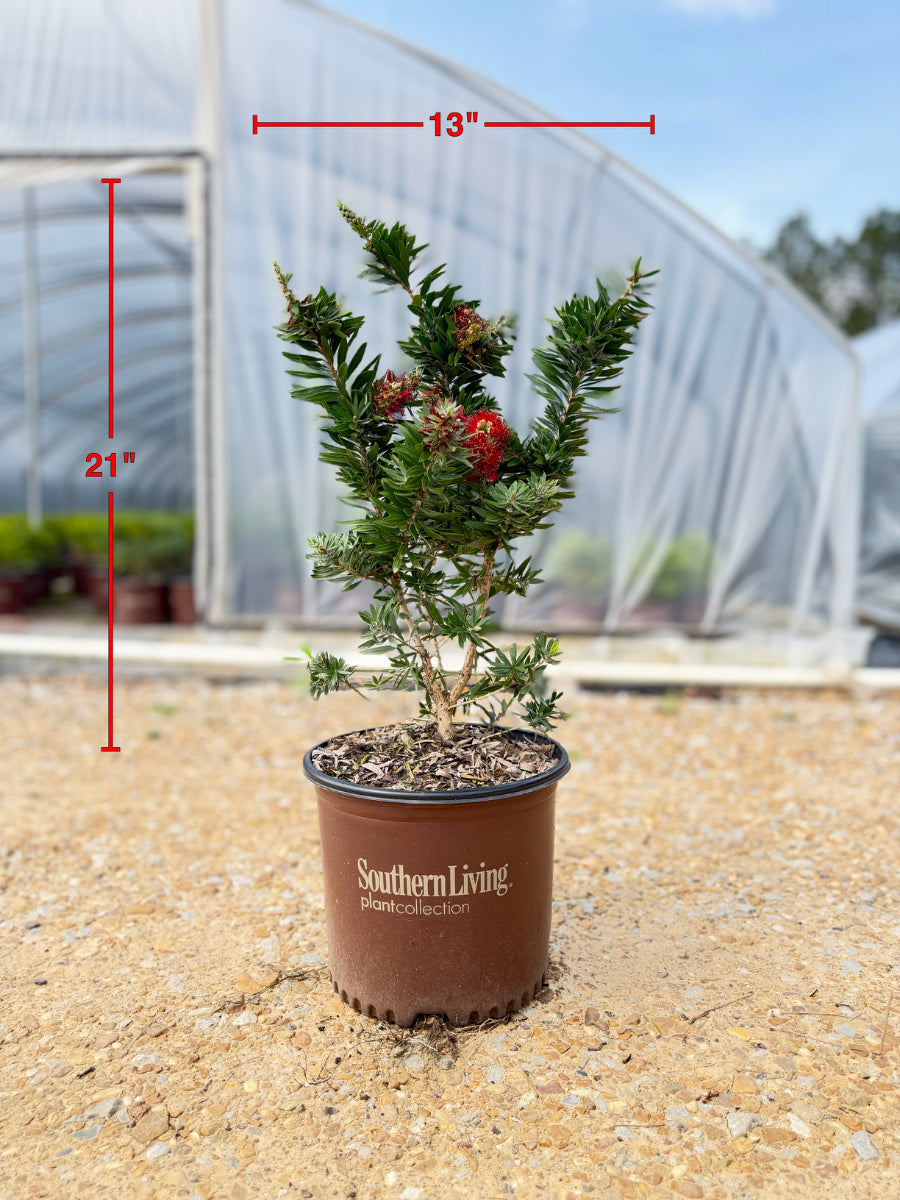 Southern Living Light Show Bottlebrush - nursery plant available in multiple container sizes