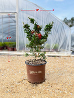 Southern Living Light Show Bottlebrush - nursery plant available in multiple container sizes