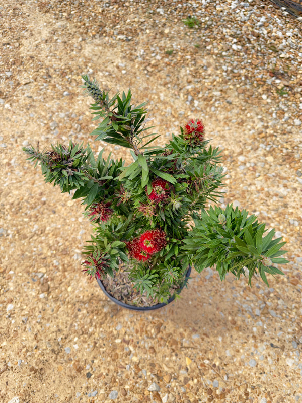 Southern Living Light Show Bottlebrush - nursery plant available in multiple container sizes