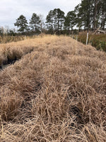 Maiden Grass - nursery plant available in multiple container sizes
