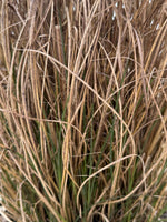 Maiden Grass - nursery plant available in multiple container sizes