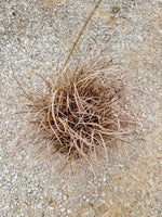 Maiden Grass - nursery plant available in multiple container sizes