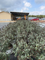 Miss Molly Butterfly Bush - nursery plant available in multiple container sizes