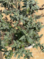 Miss Molly Butterfly Bush - nursery plant available in multiple container sizes