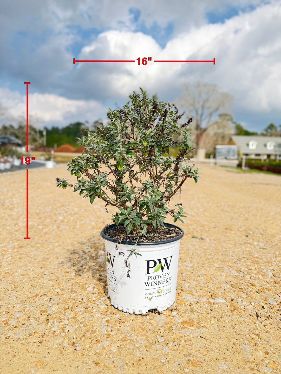 Miss Molly Butterfly Bush - nursery plant available in multiple container sizes