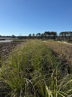 Pampas Grass - nursery plant available in multiple container sizes