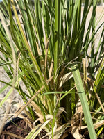 Pampas Grass - nursery plant available in multiple container sizes