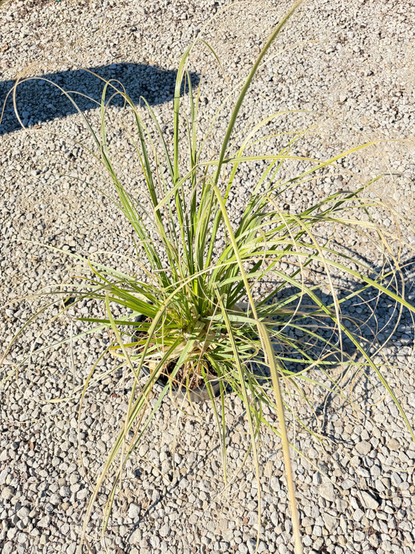 Pampas Grass - nursery plant available in multiple container sizes