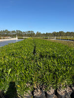 Pink Oleander - nursery plant available in multiple container sizes