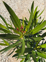 Pink Oleander - nursery plant available in multiple container sizes