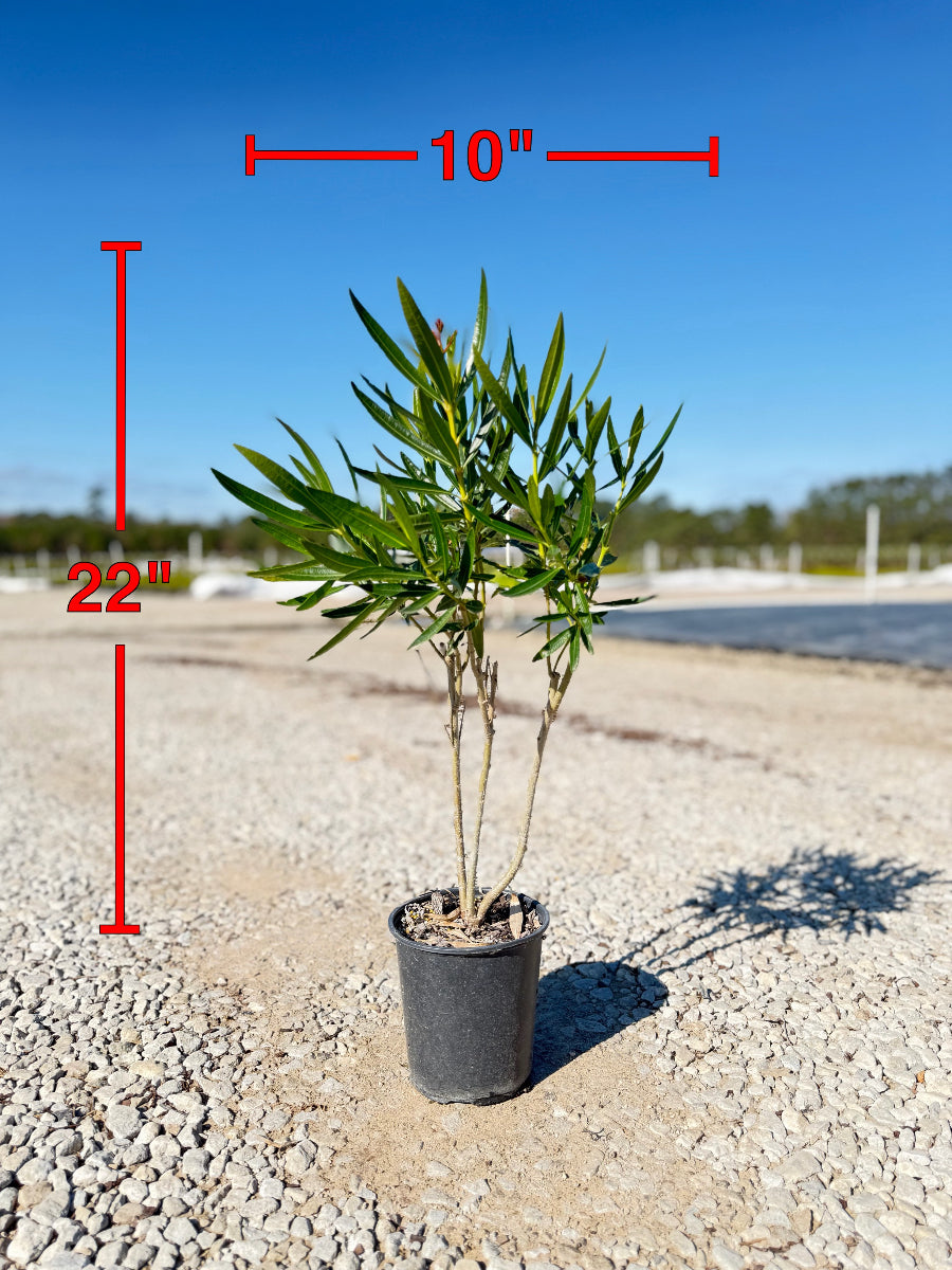 Pink Oleander - nursery plant available in multiple container sizes