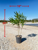 Pink Oleander - nursery plant available in multiple container sizes