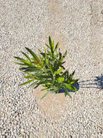 Pink Oleander - nursery plant available in multiple container sizes