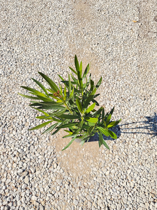 Pink Oleander - nursery plant available in multiple container sizes