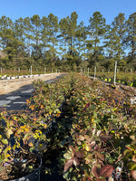 Plum Perfect Sunbelt Rose - nursery plant available in multiple container sizes