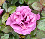 Plum Perfect Sunbelt Rose - nursery plant available in multiple container sizes