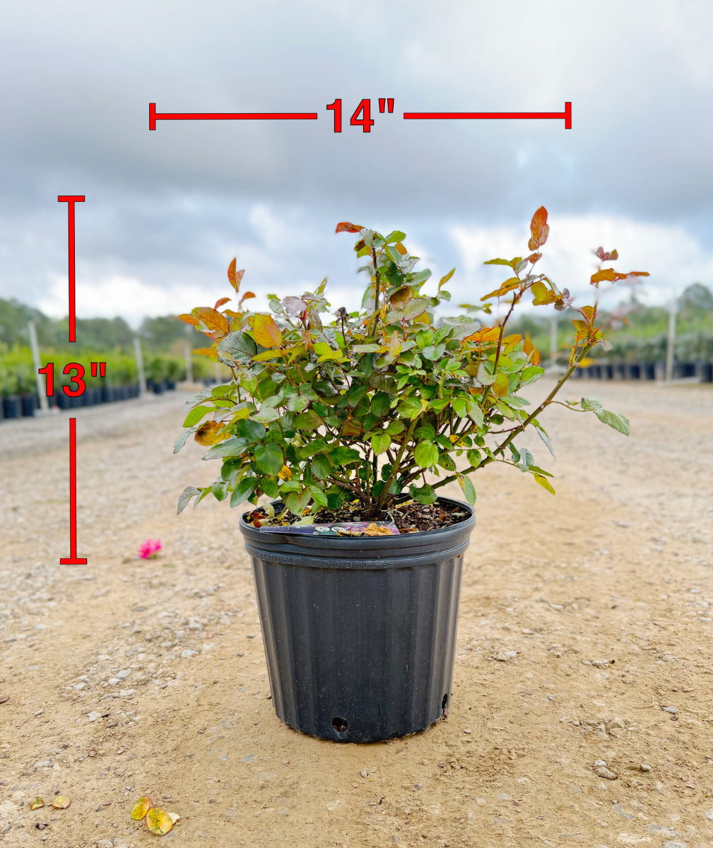 Plum Perfect Sunbelt Rose - nursery plant available in multiple container sizes
