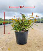 Plum Perfect Sunbelt Rose - nursery plant available in multiple container sizes