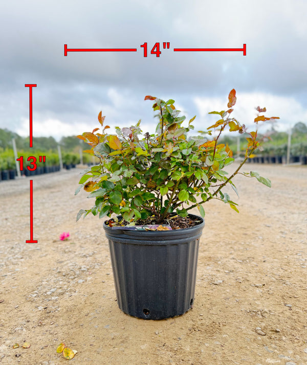 Plum Perfect Sunbelt Rose - nursery plant available in multiple container sizes