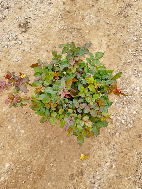 Plum Perfect Sunbelt Rose - nursery plant available in multiple container sizes