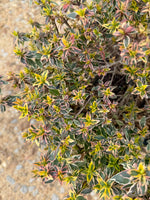 Radiance Abelia - nursery plant available in multiple container sizes