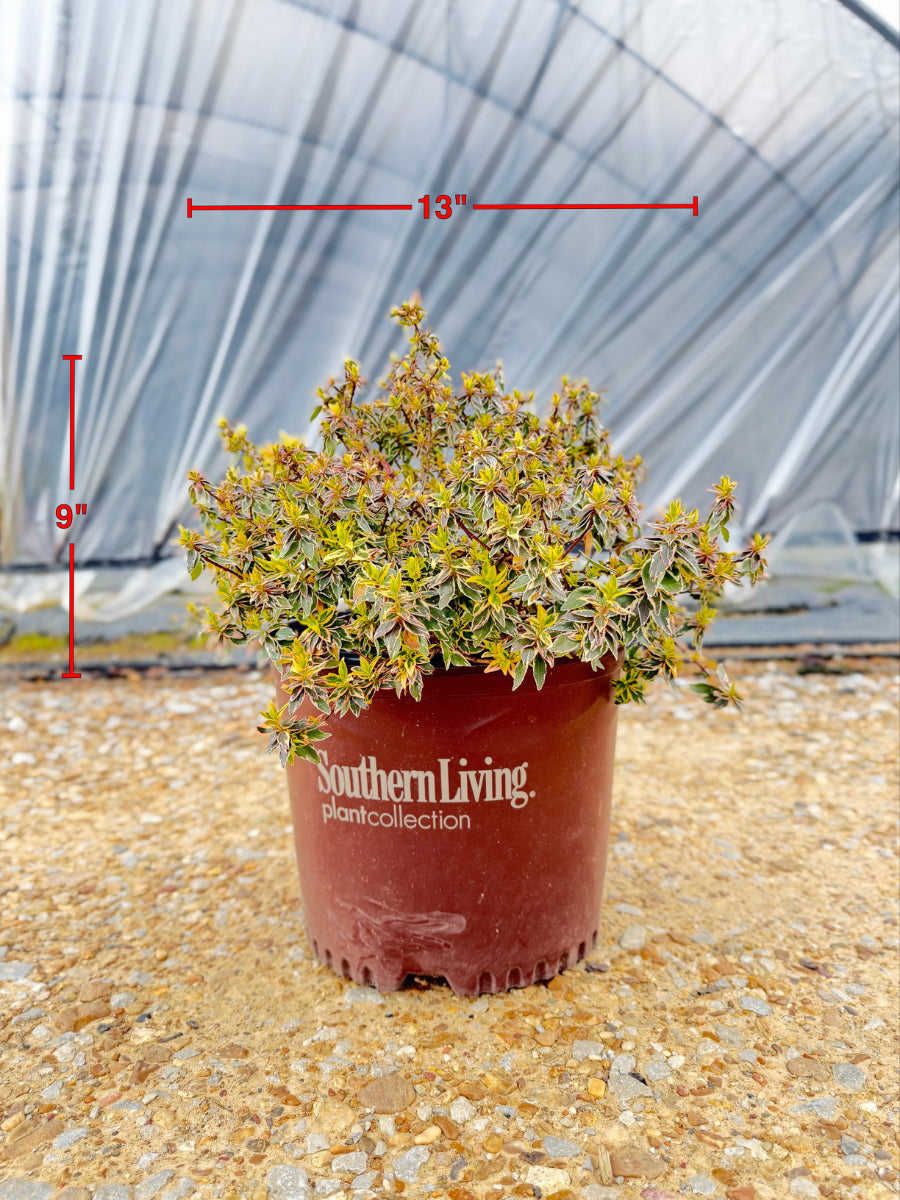 Radiance Abelia - nursery plant available in multiple container sizes