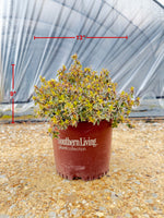 Radiance Abelia - nursery plant available in multiple container sizes