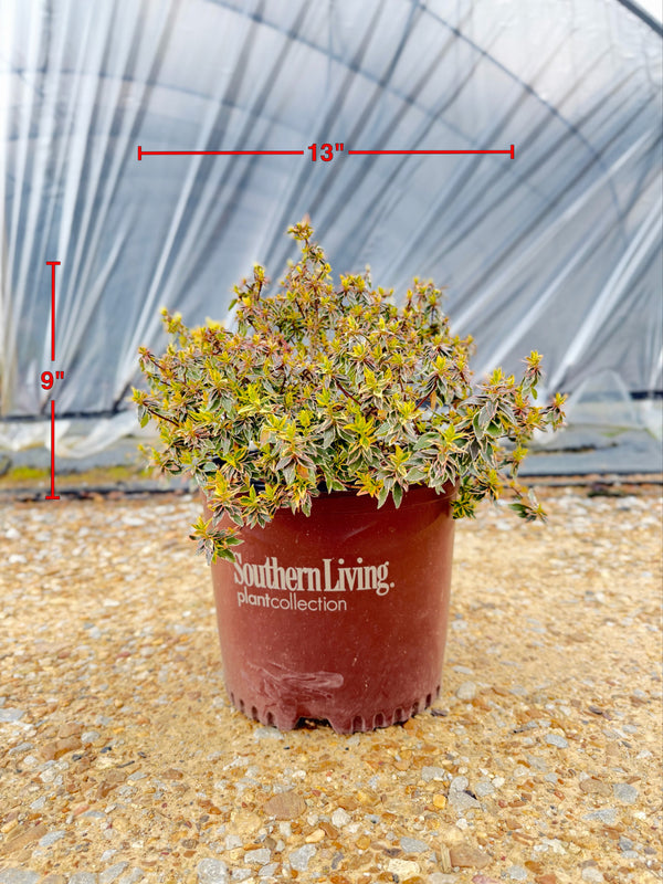 Radiance Abelia - nursery plant available in multiple container sizes