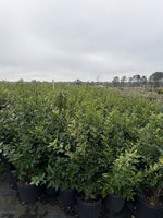 Recurve Ligustrum - nursery plant available in multiple container sizes