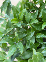 Recurve Ligustrum - nursery plant available in multiple container sizes