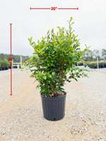 Recurve Ligustrum - nursery plant available in multiple container sizes