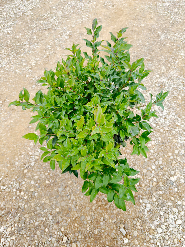 Recurve Ligustrum - nursery plant available in multiple container sizes